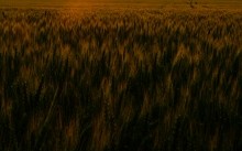 Закат на хлебном поле