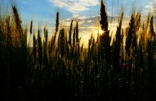 Закат на хлебном поле