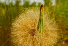 Козлобородник