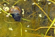 Лето в долине Сухого Донца