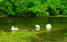 Лето в долине Сухого Донца