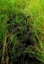 Остатки оборонительных сооружений в дельте Дона времен Крымской войны.