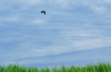 Остатки оборонительных сооружений в дельте Дона времен Крымской войны.