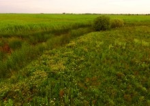 Остатки оборонительных сооружений в дельте Дона времен Крымской войны.