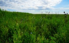 Остатки оборонительных сооружений в дельте Дона времен Крымской войны.