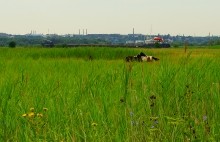 Остатки оборонительных сооружений в дельте Дона времен Крымской войны.