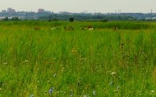 Остатки оборонительных сооружений в дельте Дона времен Крымской войны.