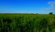 Остатки оборонительных сооружений в дельте Дона времен Крымской войны.