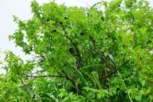 Лечебная грязь озера Пелёнкино в долине Кагальника