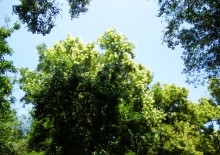 Софора японская в парке Островского