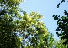 Софора японская в парке Островского