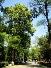 Софора японская в парке Островского