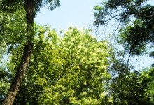 Софора японская в парке Островского