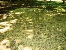 Софора японская в парке Островского