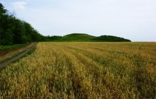 Курган Острая могила