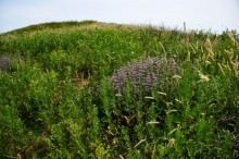 Курган Острая могила