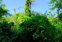 Аксайский рыбоспетный завод Кацупеева