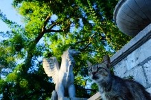 Боспорское царство, его столица Пантикопей и царь Митридат