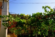 Боспорское царство, его столица Пантикопей и царь Митридат