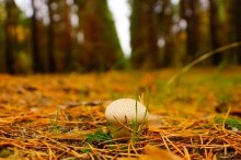 Осень в Каменских лесах