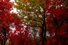 Хутор Морской Чулек - Лукоморье из поэмы Пушкина Руслан и Людмила