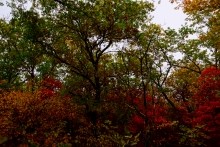 Хутор Морской Чулек - Лукоморье из поэмы Пушкина Руслан и Людмила