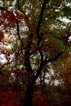 Хутор Морской Чулек - Лукоморье из поэмы Пушкина Руслан и Людмила