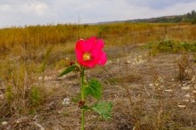 Хутор Морской Чулек - Лукоморье из поэмы Пушкина Руслан и Людмила