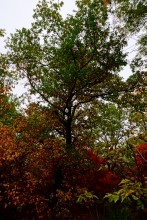 Хутор Морской Чулек - Лукоморье из поэмы Пушкина Руслан и Людмила