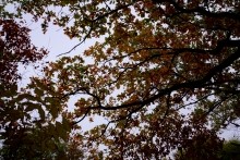 Хутор Морской Чулек - Лукоморье из поэмы Пушкина Руслан и Людмила