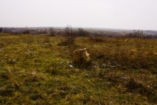 Менгиры у хутора Керчик-Савров на берегу реки Керчик.