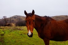 Мастерская каменотесов у хутора Скельновского. Здесь изготавливали каменные катки для молотьбы.