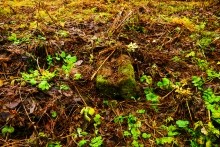 Мастерская каменотесов у хутора Скельновского. Здесь изготавливали каменные катки для молотьбы.