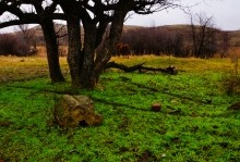 Мастерская каменотесов у хутора Скельновского. Здесь изготавливали каменные катки для молотьбы.