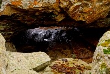 Петроглифы у хутора Скельновский