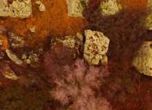 Петроглифы у хутора Скельновский