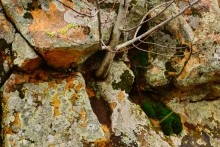 Петроглифы у хутора Скельновский