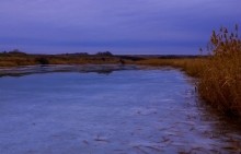 Кагальник в февраре у села Васильево-Шамшево
