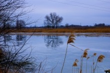 Кагальник в февраре у села Васильево-Шамшево