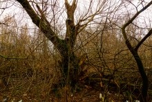 Имение Шамшевых на Кагальнике