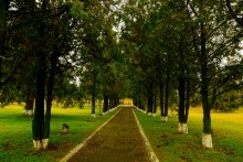 Имение Шамшевых на Кагальнике