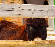 Масленица в Затерянном мире.