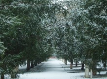 Аллея можжевельника