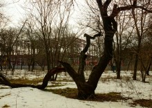 Старое дерево