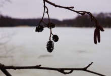 Мартовские ольховые рощи на реке Кундрючьей.