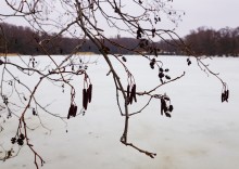 Мартовские ольховые рощи на реке Кундрючьей.