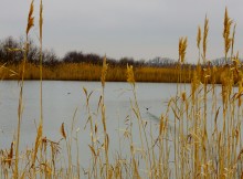 Водяная мельница генералов Шамшевых на Кагальнике