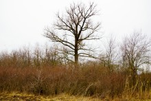 Водяная мельница генералов Шамшевых на Кагальнике
