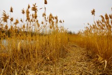 Водяная мельница генералов Шамшевых на Кагальнике