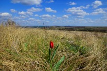 Проехали от Качеровых гор на Северском Донце до "Западни" в устье Быстрой. Тюльпаны, ирисы, немного экстрима и сморчковый бал в пойме у скал.